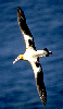 Albatros Gif